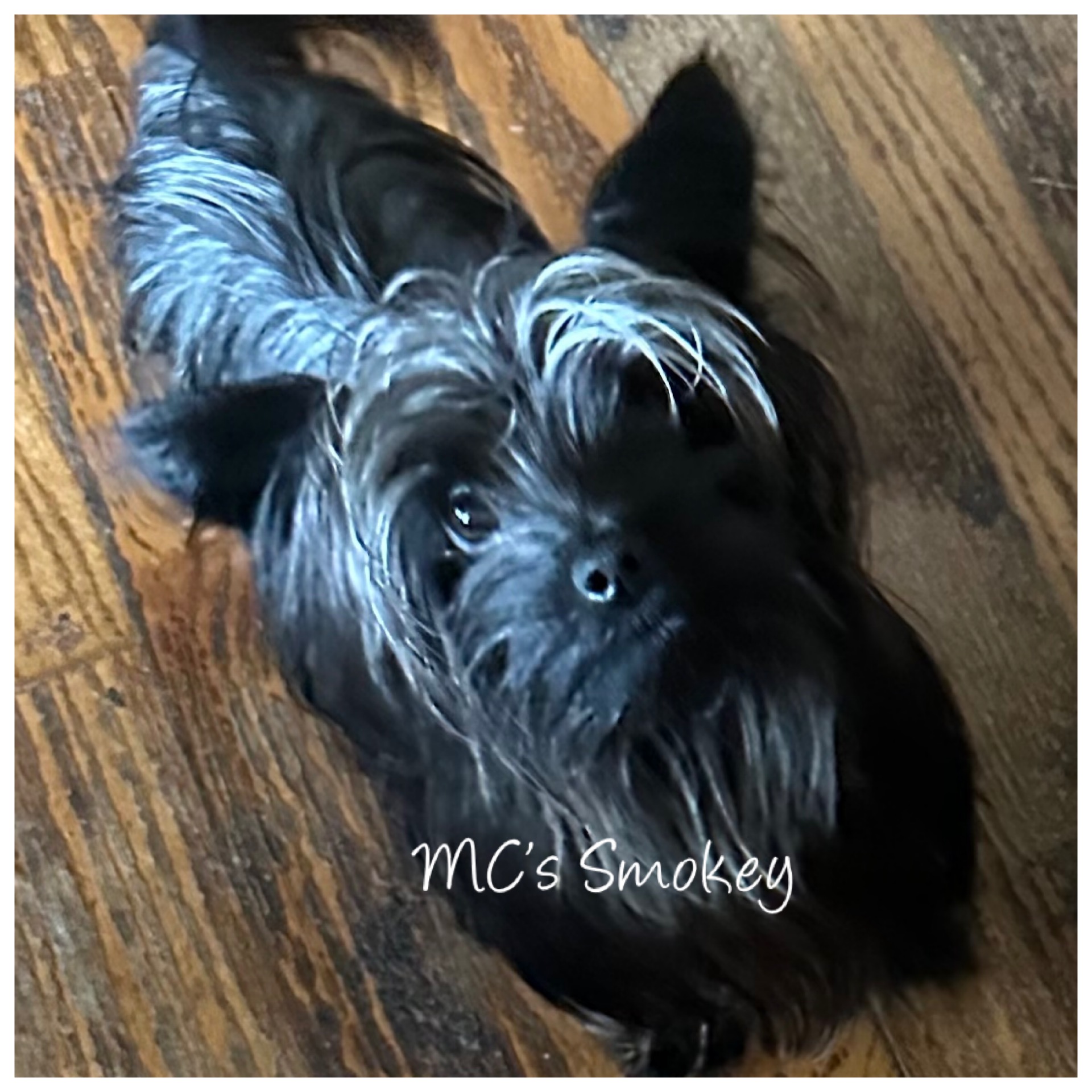 Smokey