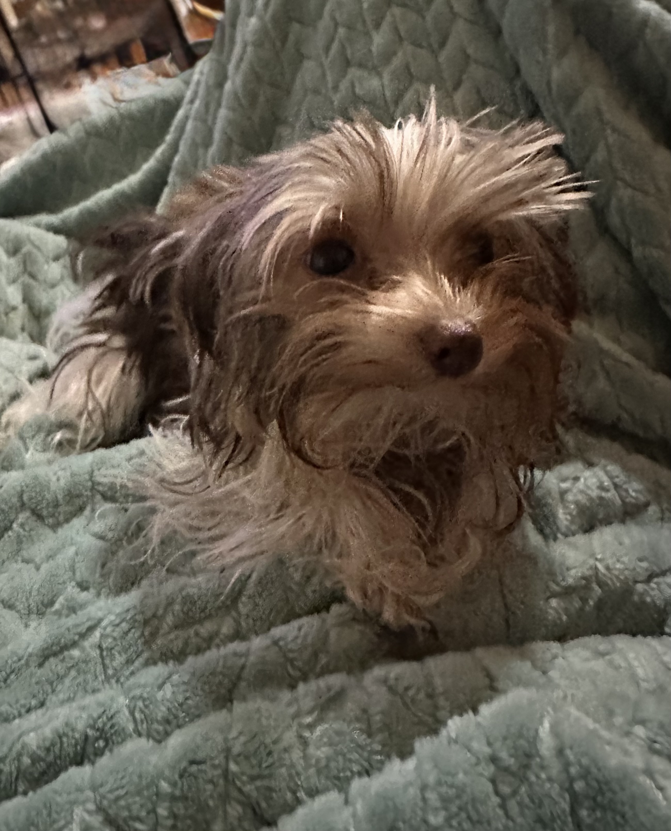 Dog