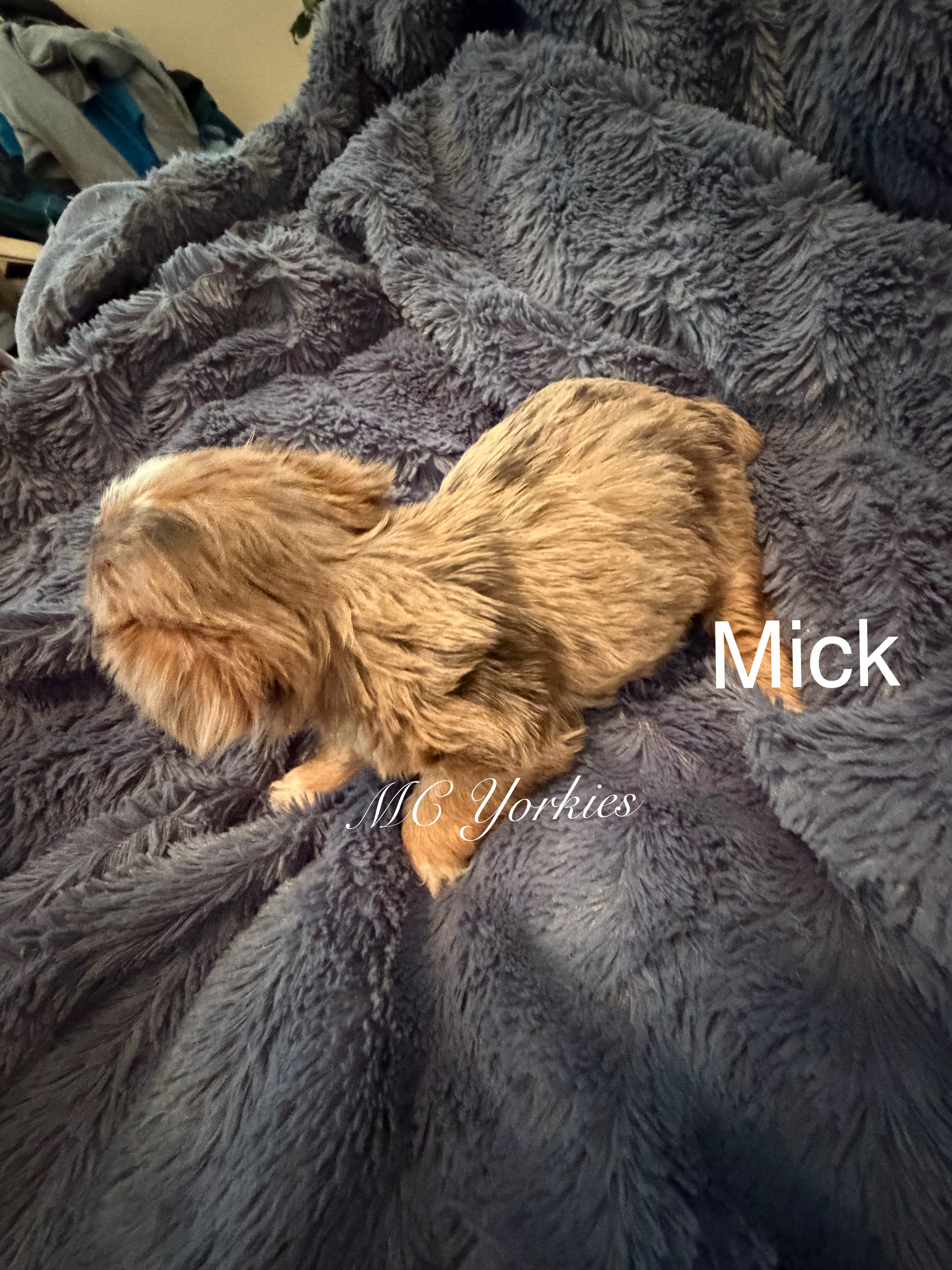 Mick
